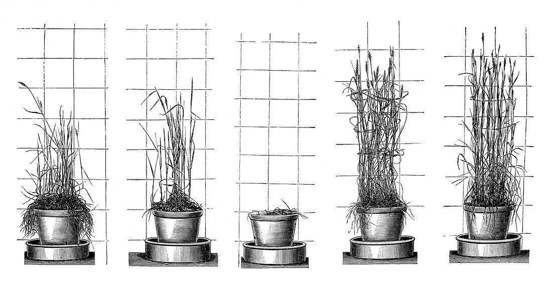 Plant growth experiments,19th century