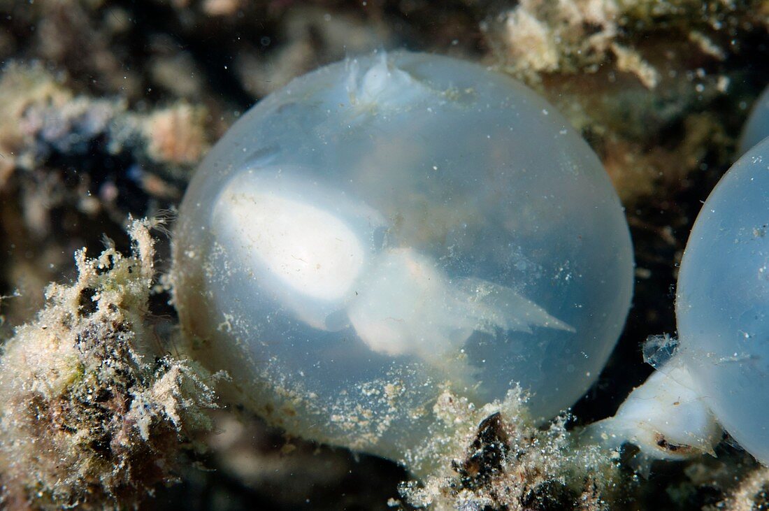 Baby cuttlefish in egg