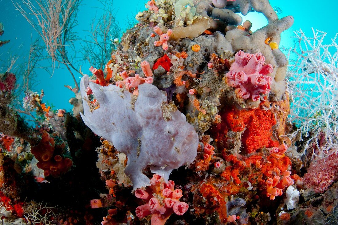 Juvenile giant frogfish on reef