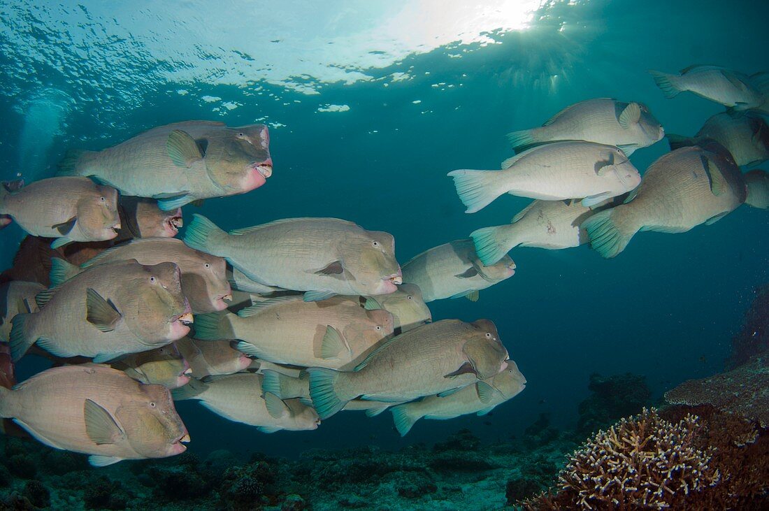 School of bumphead parrotfish
