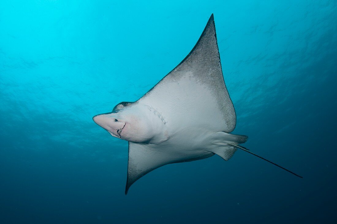 Underside of spotted eagle ray