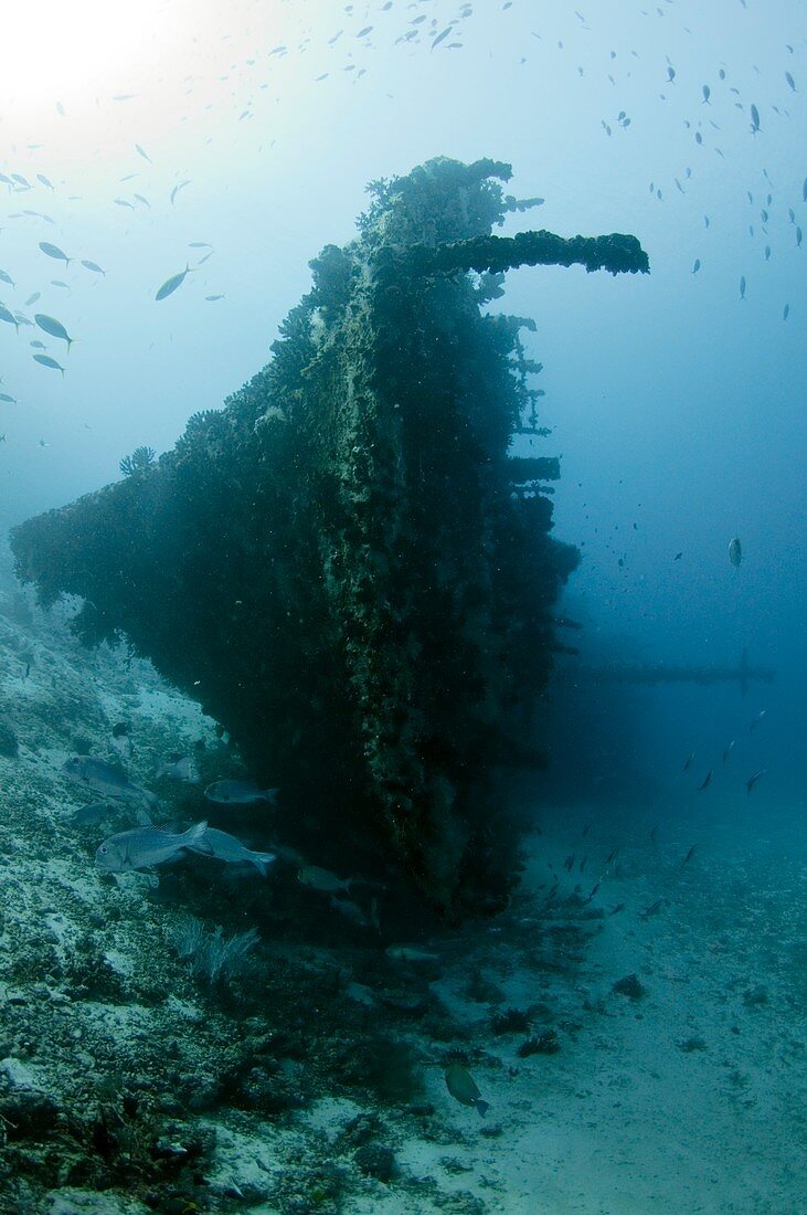 The wreck of Skipjack in the Maldives
