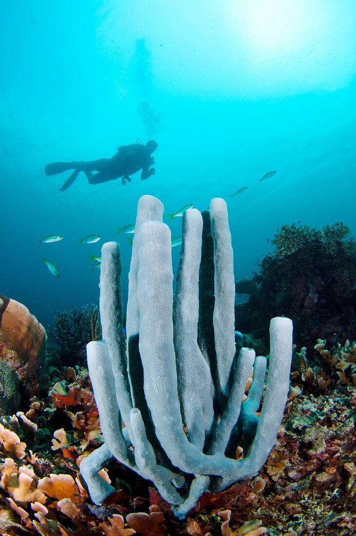 Diver swimming over a tube sponge