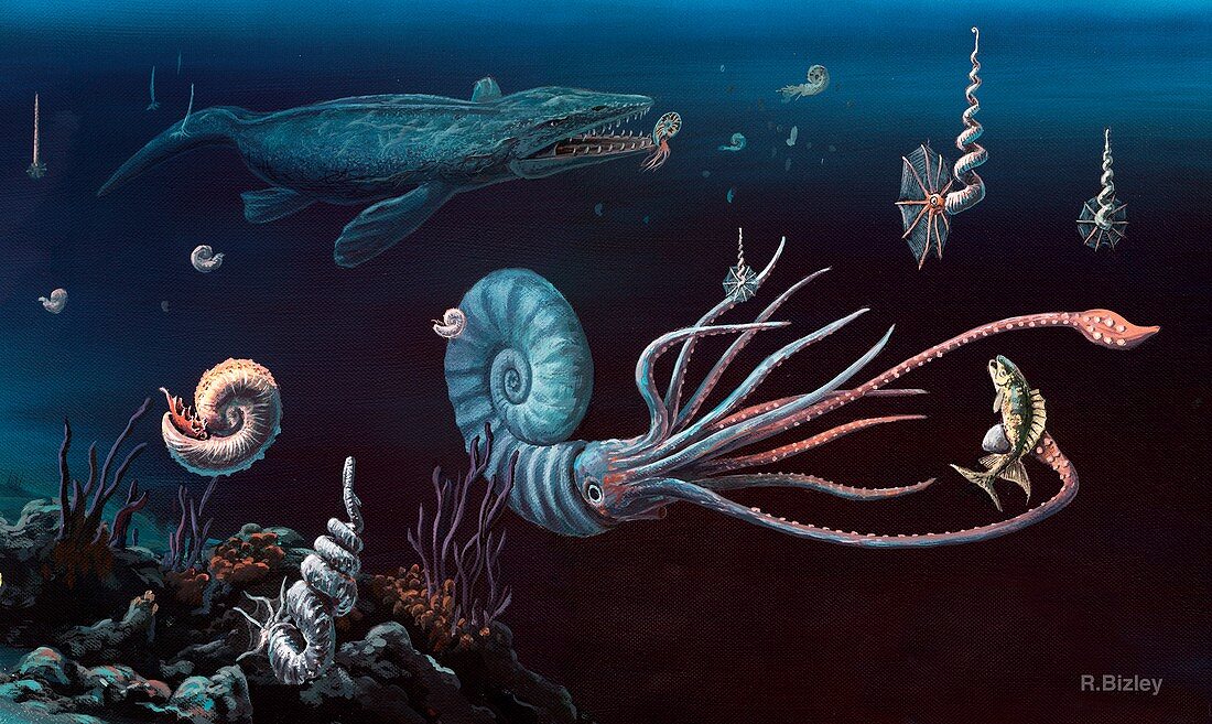 Cretaceous marine animals,artwork
