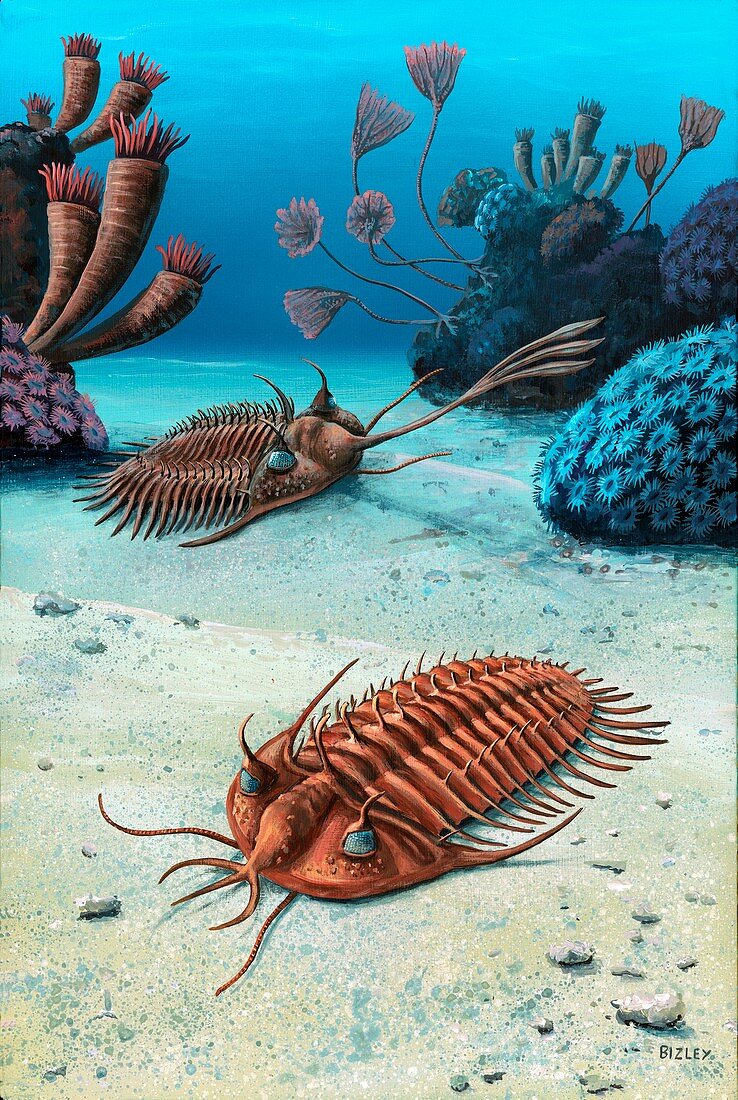 Two trilobites of the Devonian,artwork