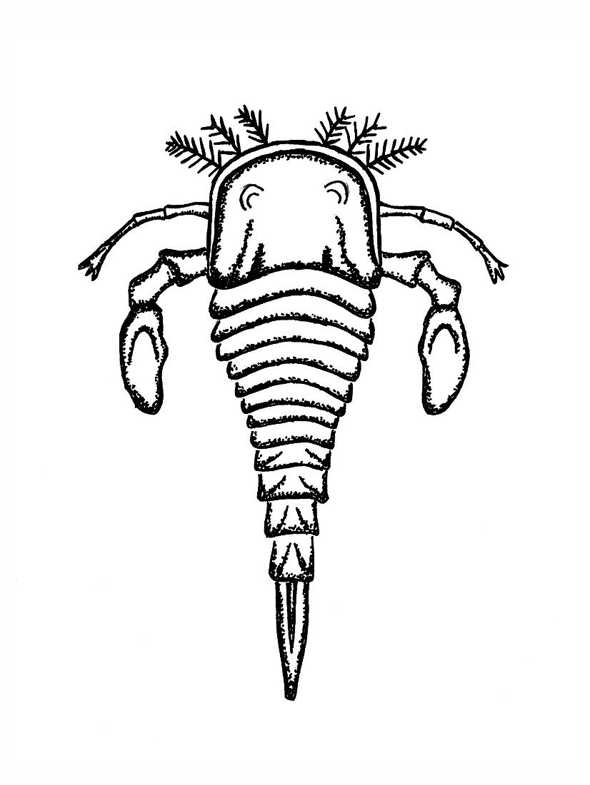 Eurypterid,illustration