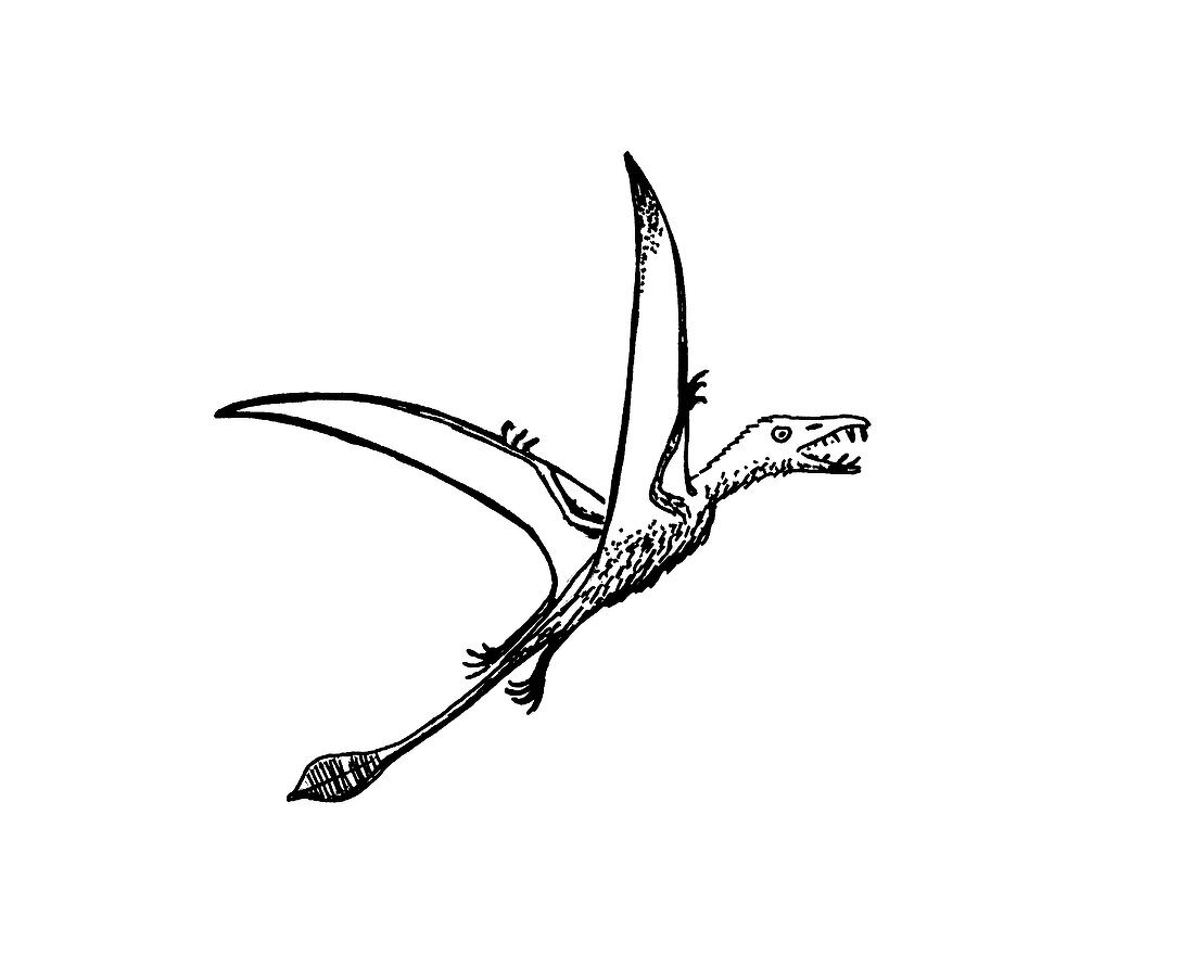 Pterosaur Eudimophodon,illustration