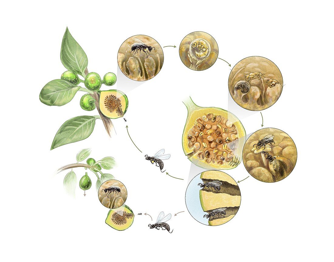 Fig wasp life cycle,illustration