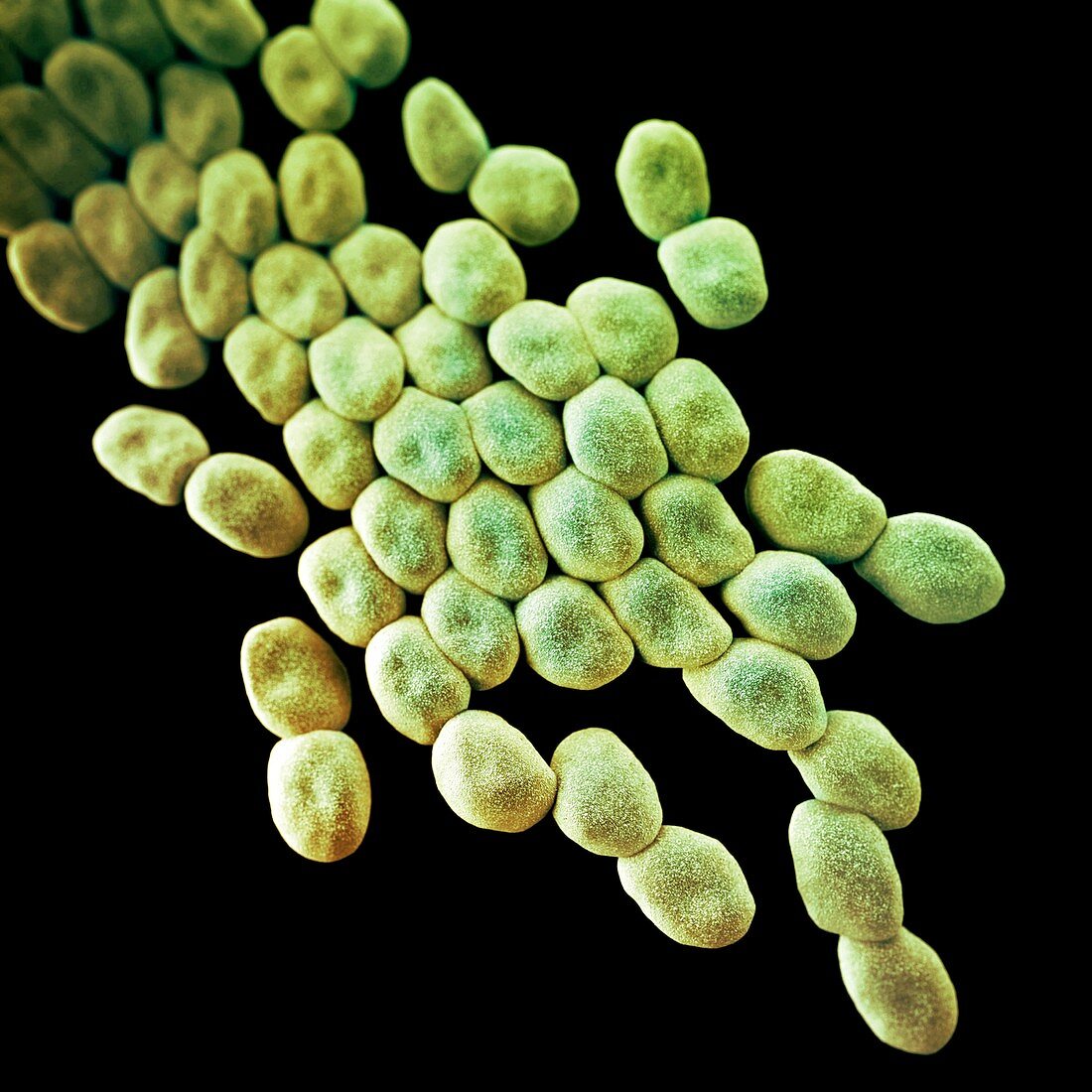 Drug-resistant Acinetobacter bacteria