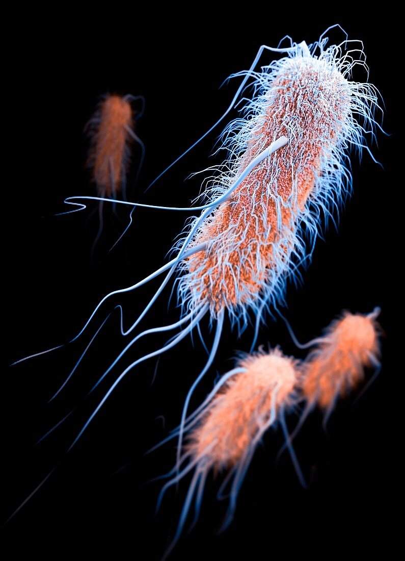 Drug-resistant ESBL bacteria,3D image