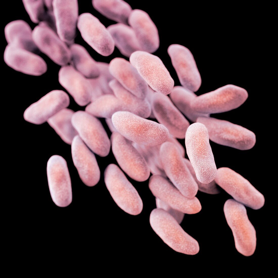Drug-resistant Enterobacteria bacteria