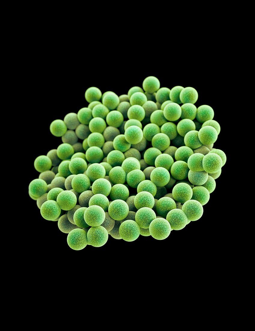 MRSA bacteria,3D image