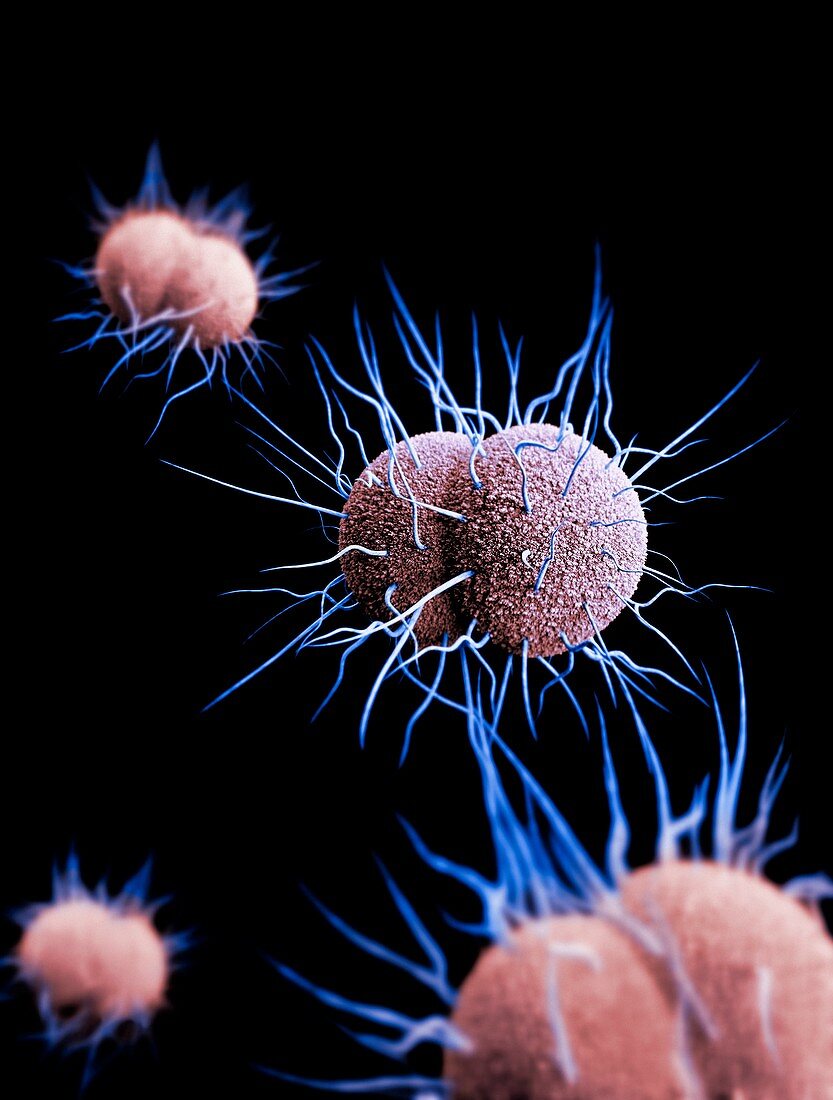 Drug-resistant gonorrhoea bacteria