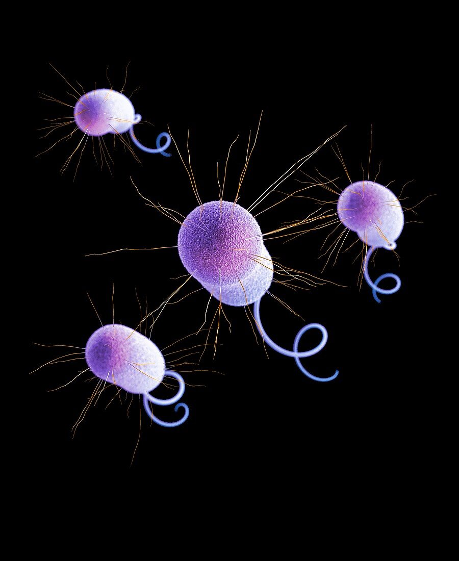 Drug-resistant Pseudomonas bacteria