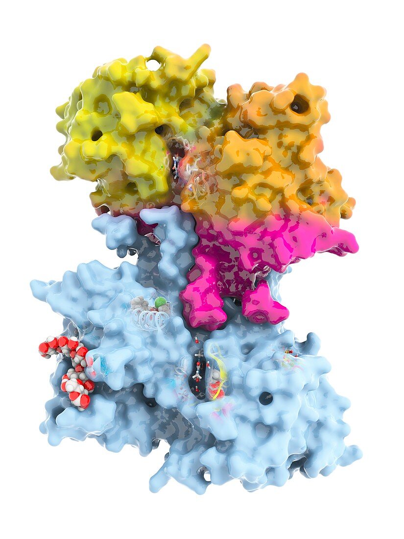 Glycogen phosphorylase molecule