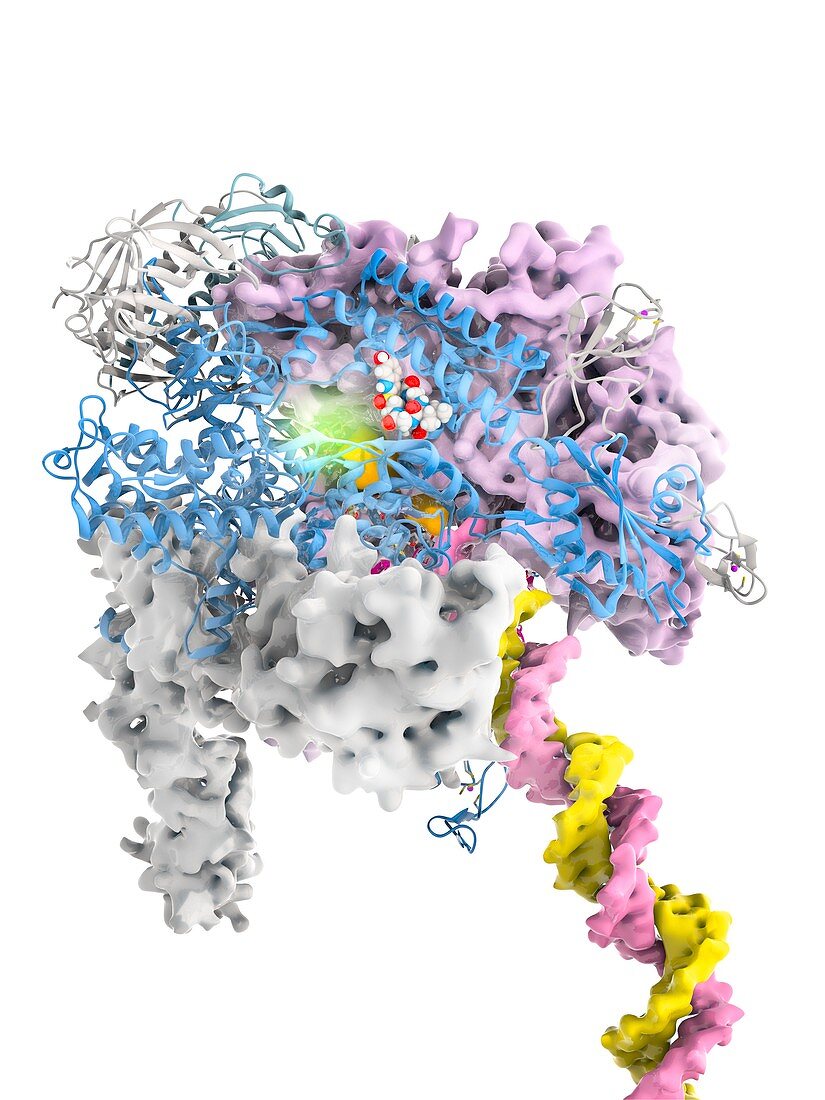 Alpha-amanitin toxin and RNA polymerase