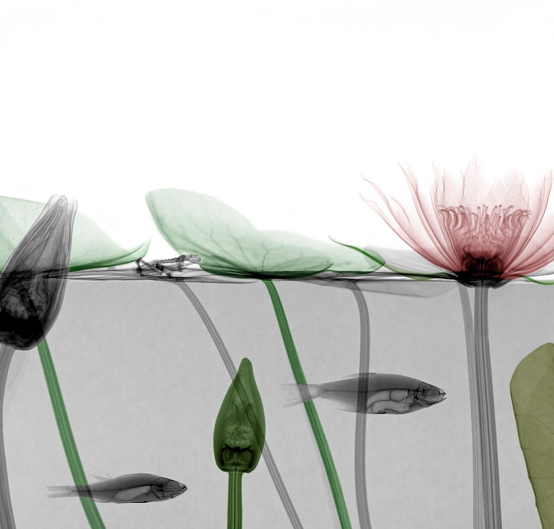 Roach and water lilies,coloured X-ray