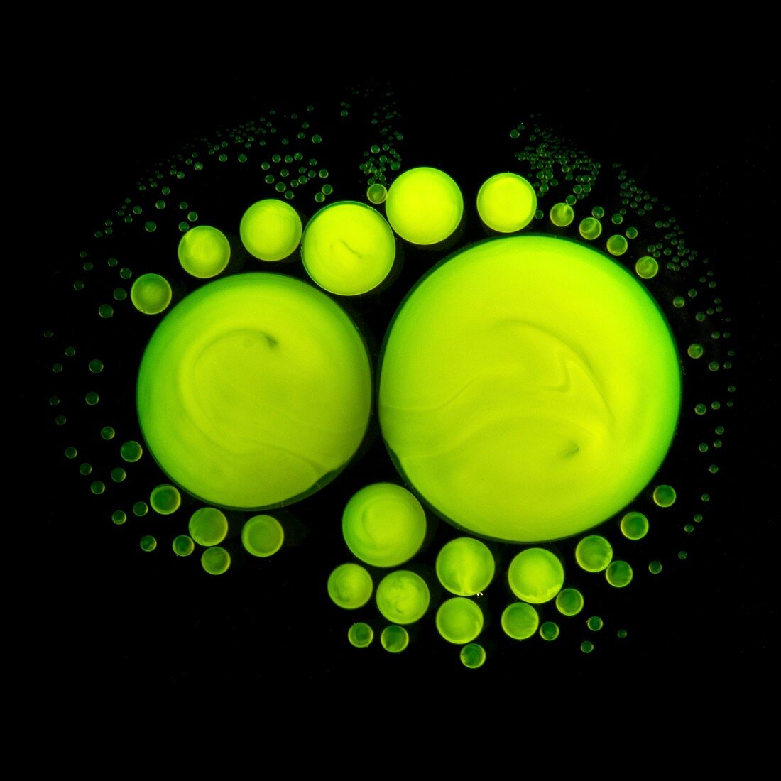 Green fluorescent droplets