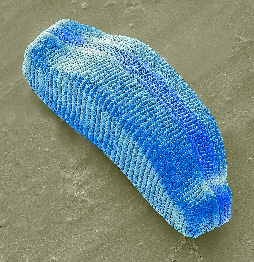 Diatom,SEM