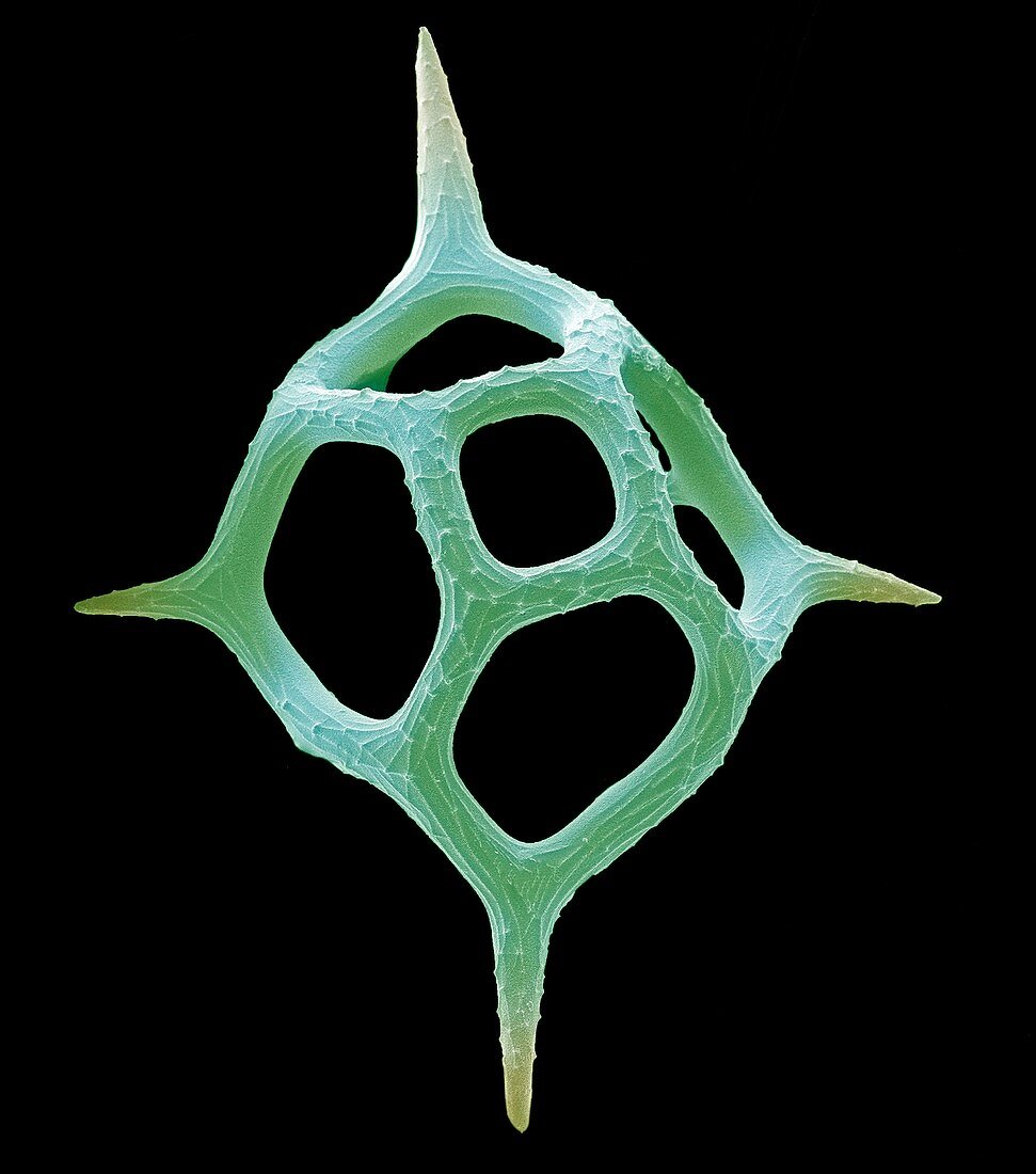 Silicoflagellate,SEM