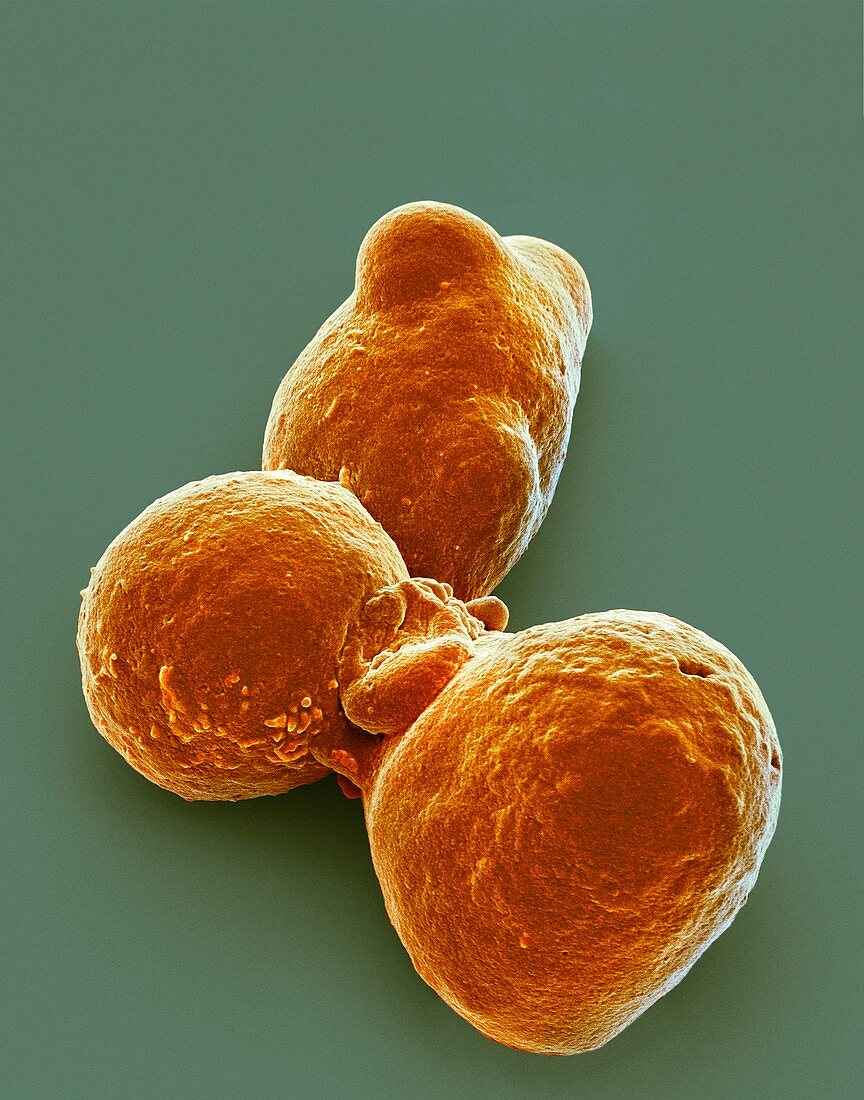 Pluripotent stem cells,SEM