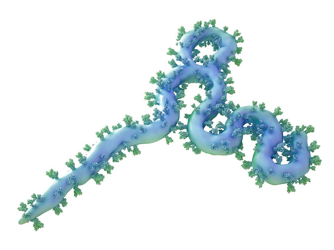 Ebola virus particle,illustration