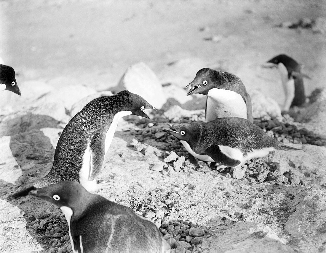 Adelie penguins in Antarctica,1911