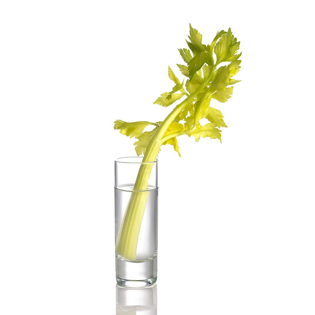 Celery stalk in a glass of water