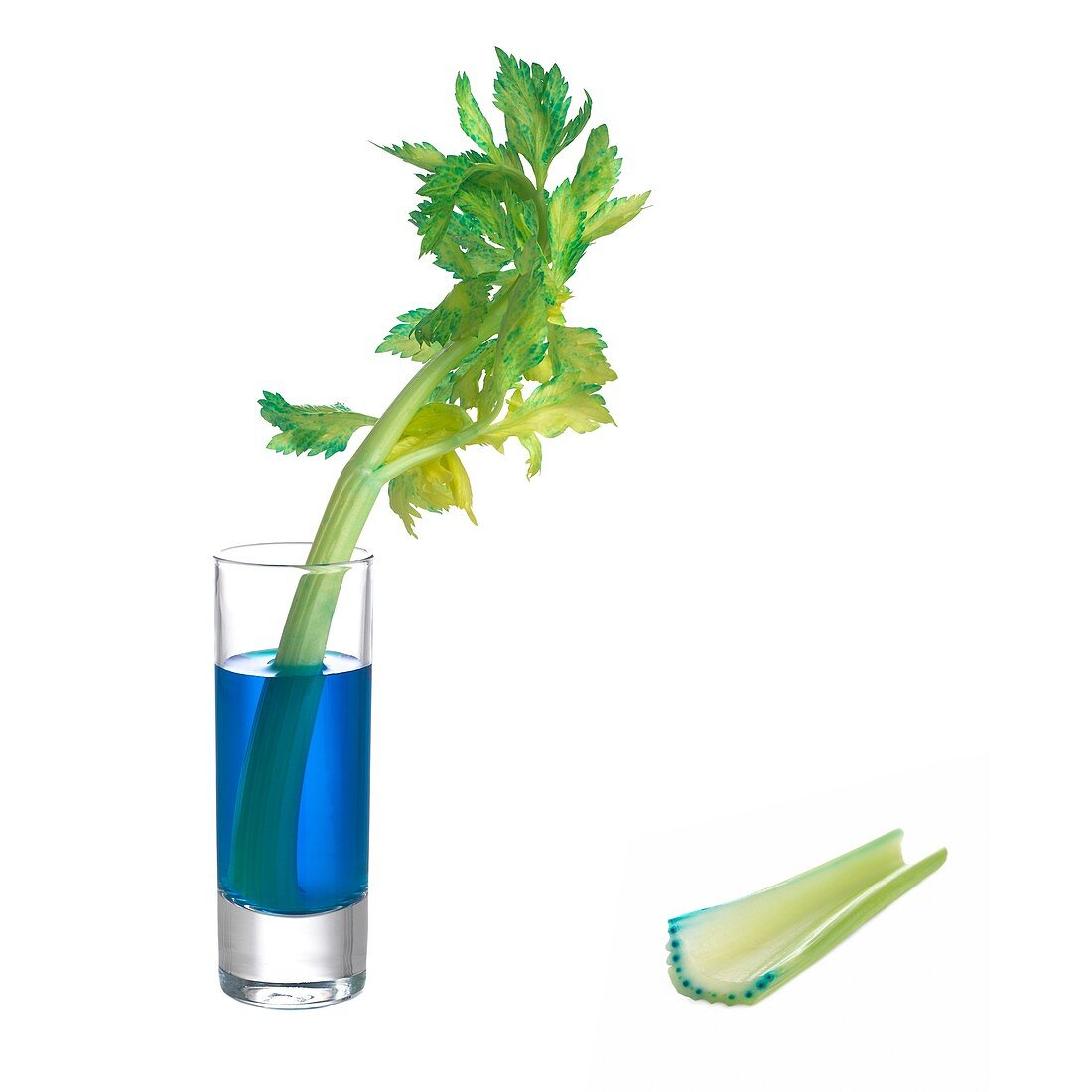 Transpiration in celery stalks