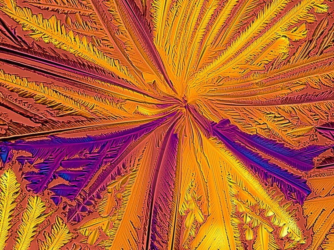 Light micrograph of citric acid crystals