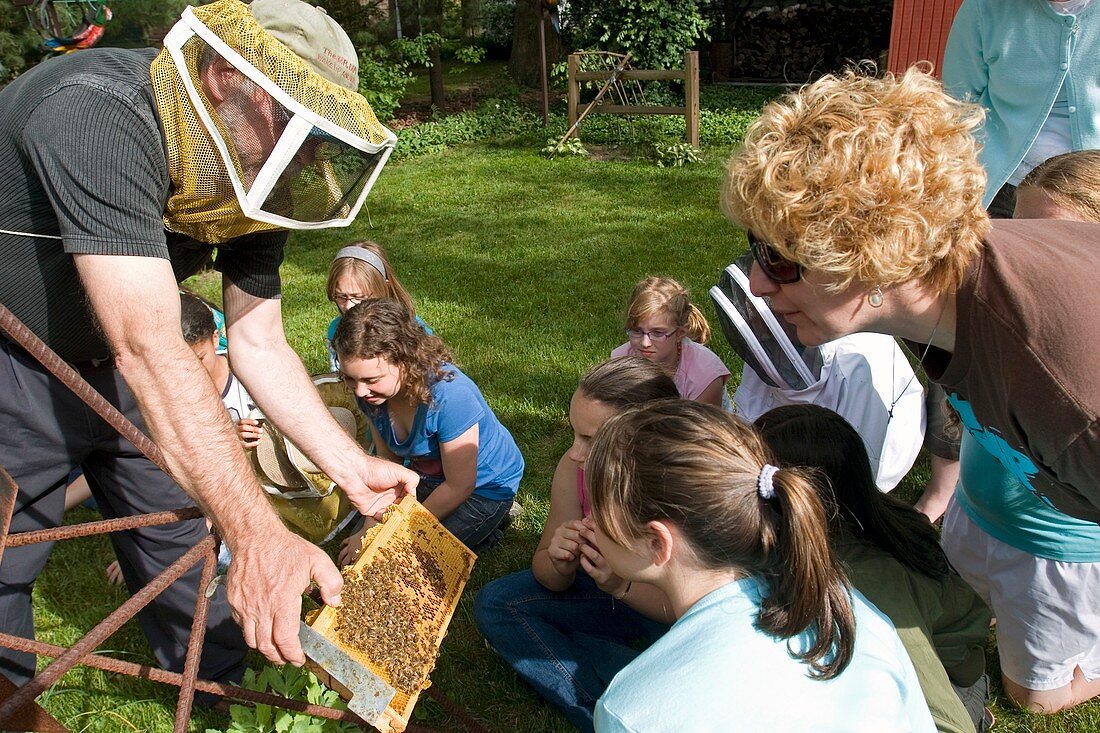 Girl scouts learning about honey bees