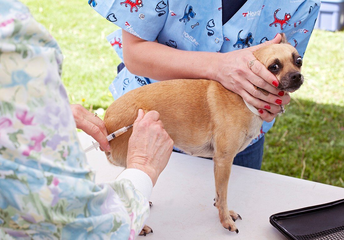 Charity dog vaccination event,USA