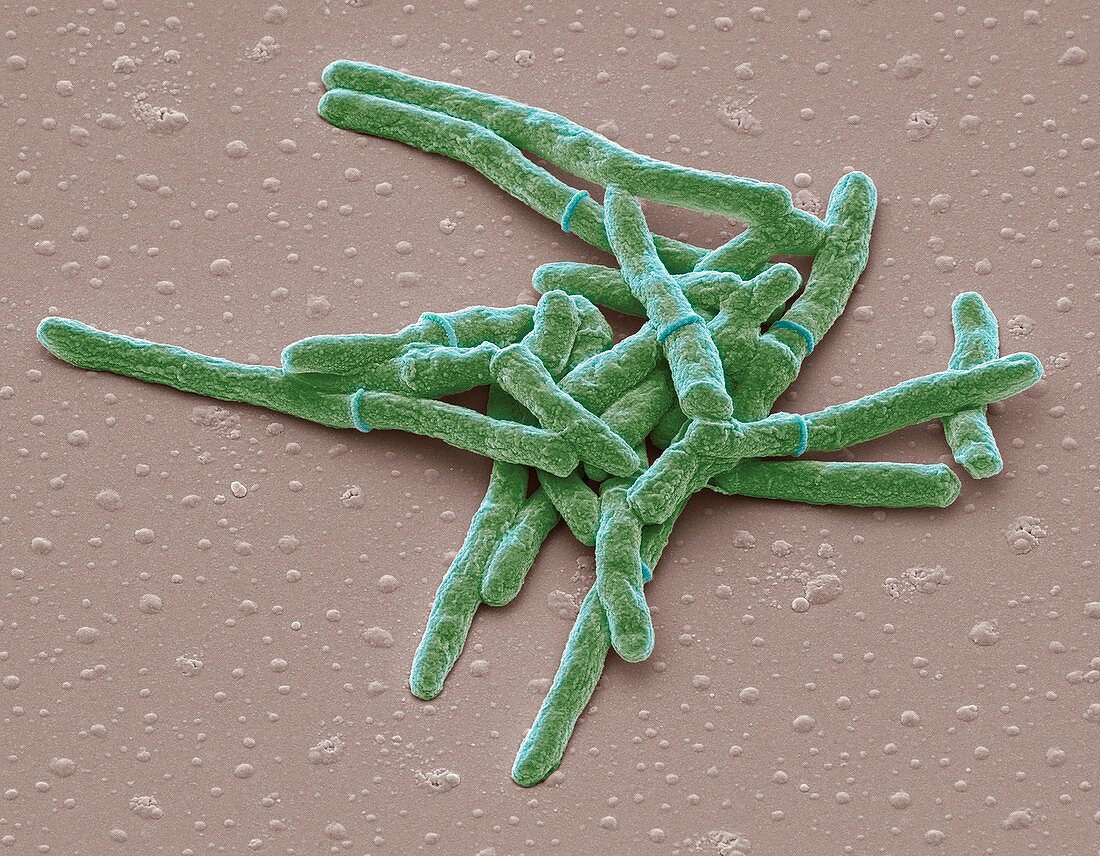 Mycobacterium smegmatis bacteria,SEM