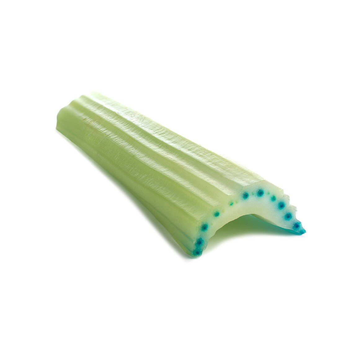 Transpiration in celery stalks