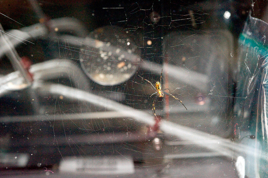 Spider weaving a web in space