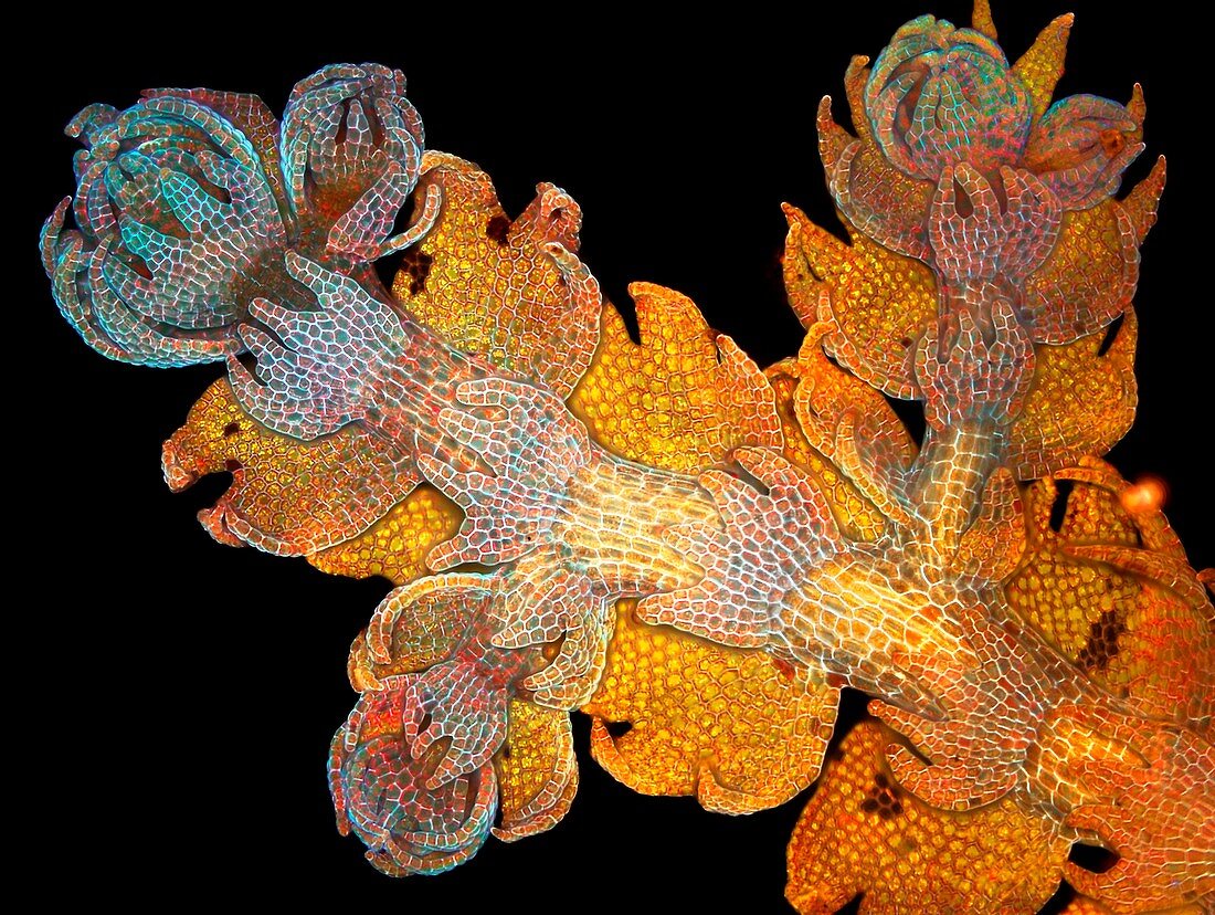 Liverwort shoot,light micrograph