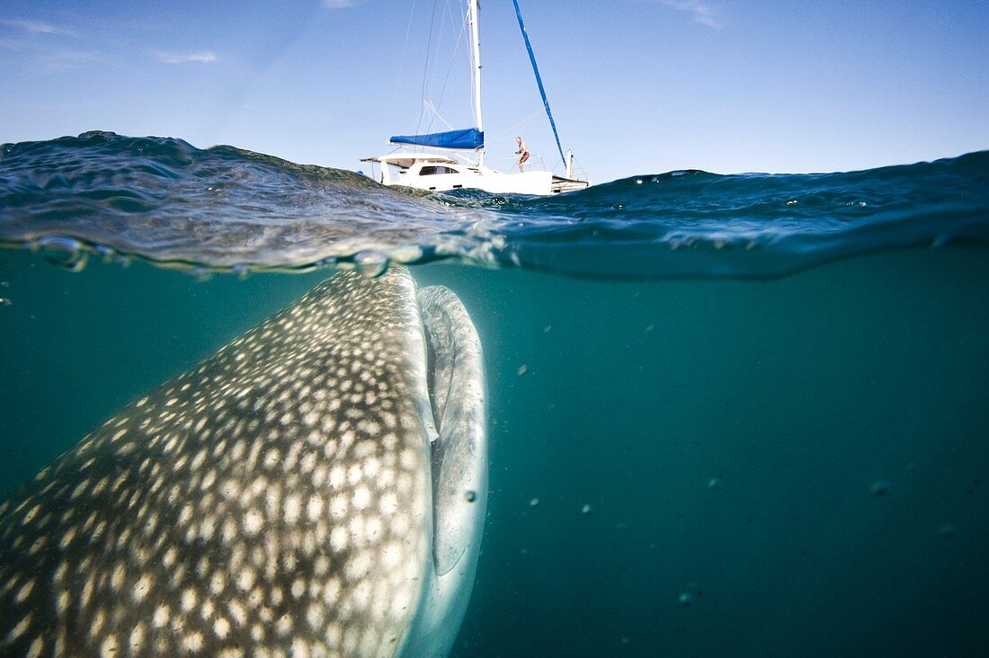Whale shark and yacht