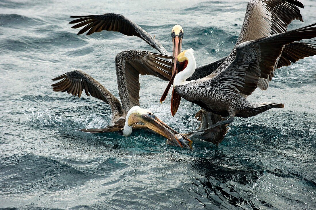 Brown pelicans stealing food