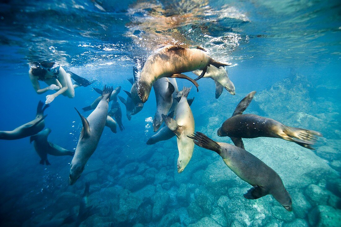 California sea lions and snorkeller