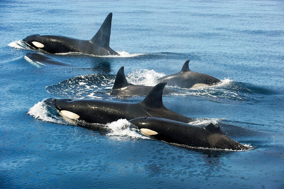 Killer whale group