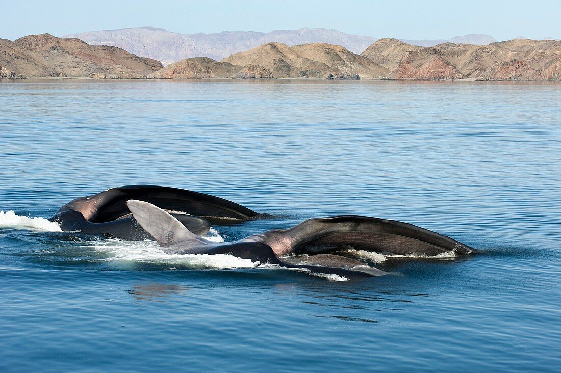 Fin whales feeding