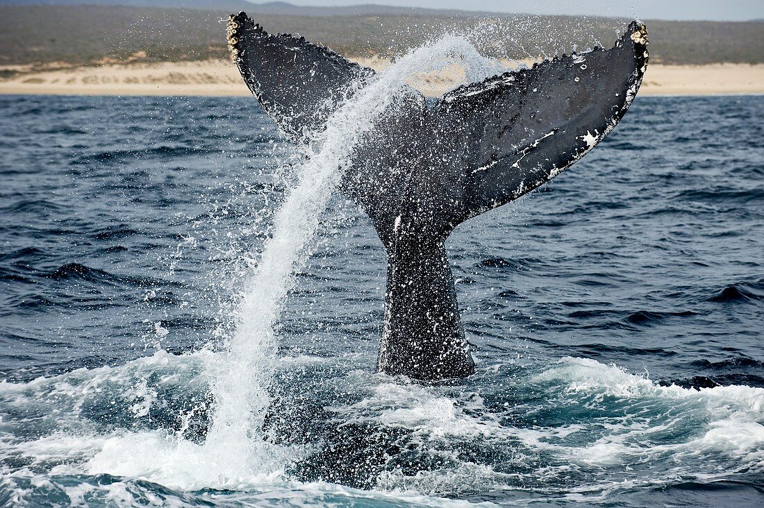 Humpback whale lobtailing