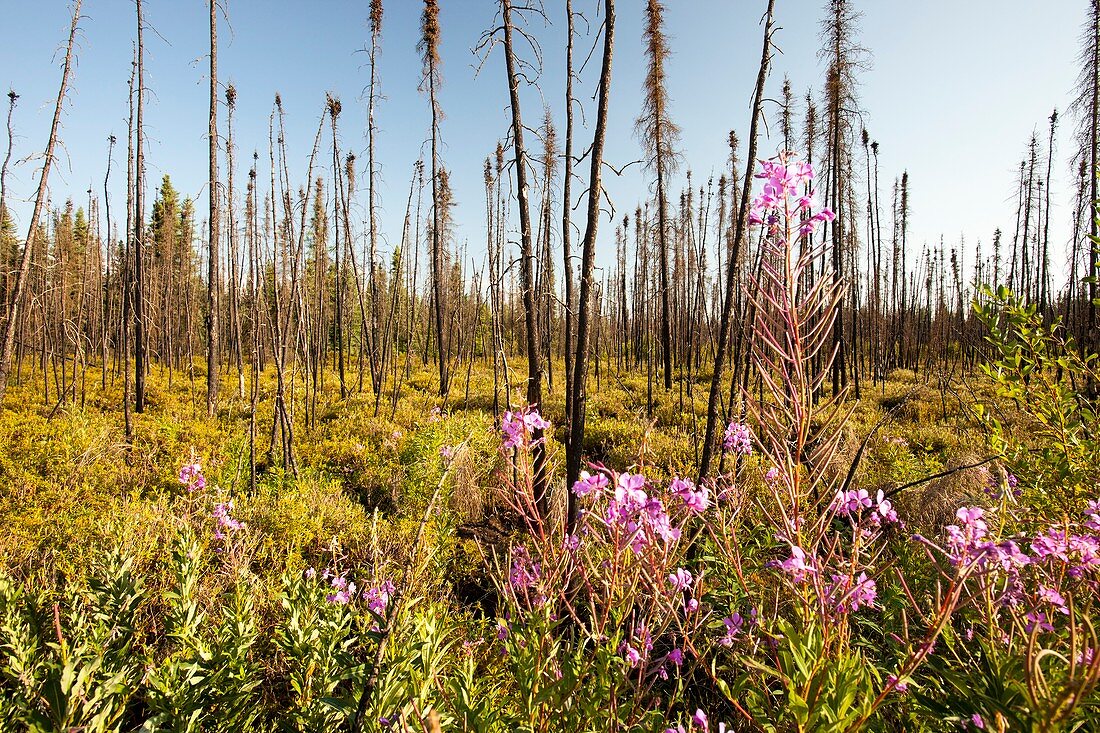 Burnt forest,Fort McMurray,Canada