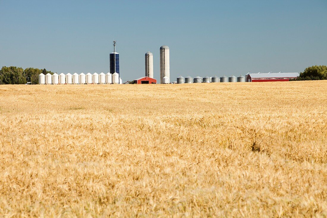 Field of Wheat in Alberta,Canada