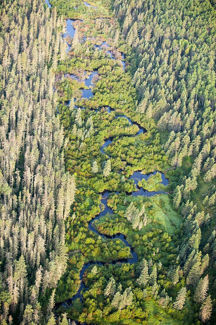 Boreal forest,Northern Alberta,Canada