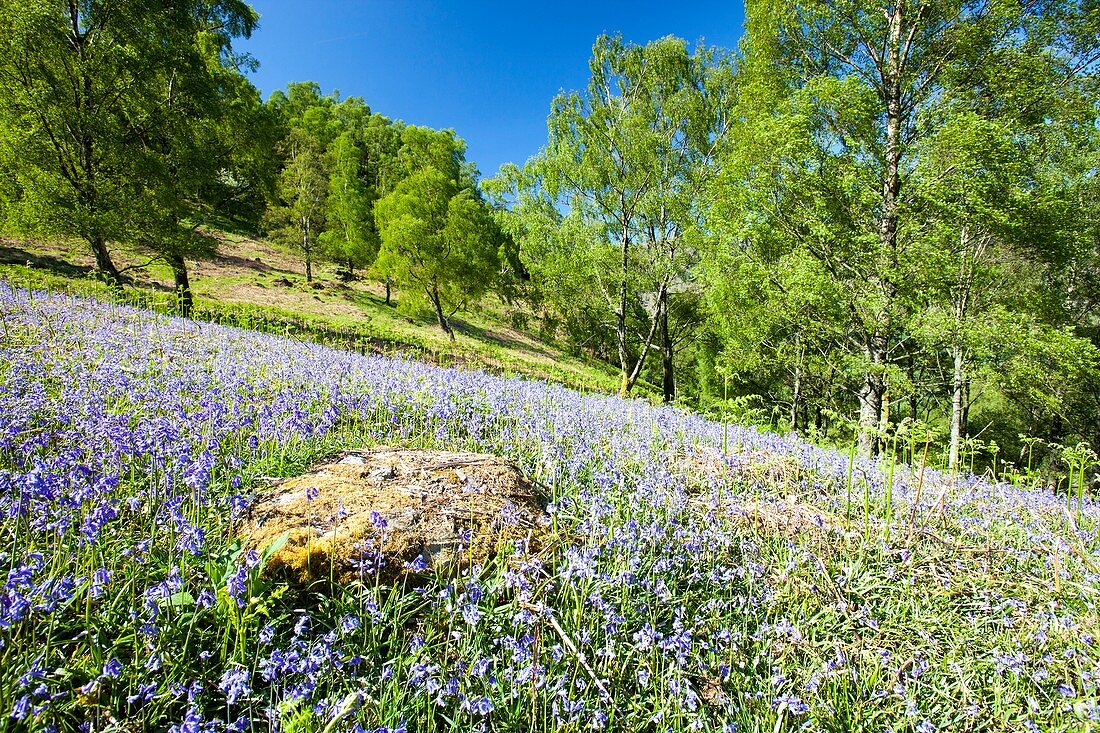 Bluebells and woodland in Troutdale,UK
