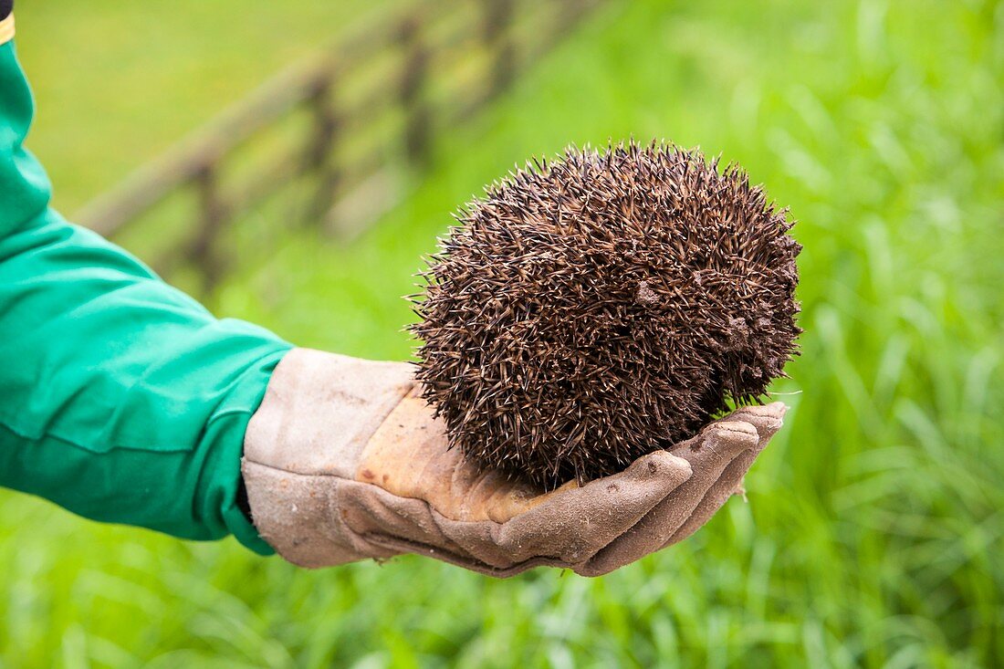 Farmer rescues hedgehog from cattle grid