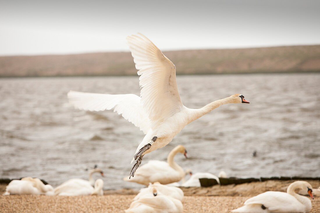 Mute Swans at the Abbotsbury Swannery