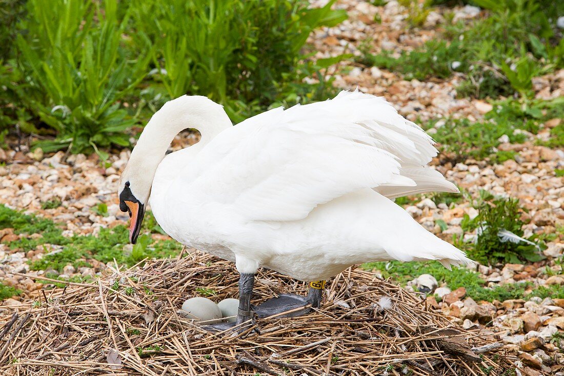 Mute Swan,Cygnus olor nesting