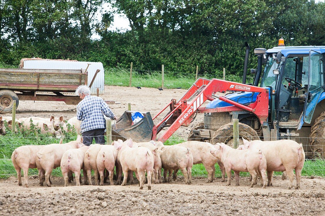 farmer feeds organic Middle white pigs